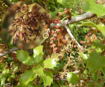 Quercus coccifera - chêne kermès
