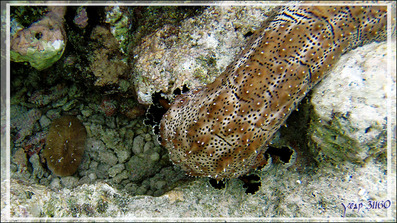 Holothurie rayée ou tiretée, Striated sea cucumber or Leopard sea cucumber (Pearsonothuria graeffei) - Snorkeling à Thudufushi - Atoll d'Ari - Maldives