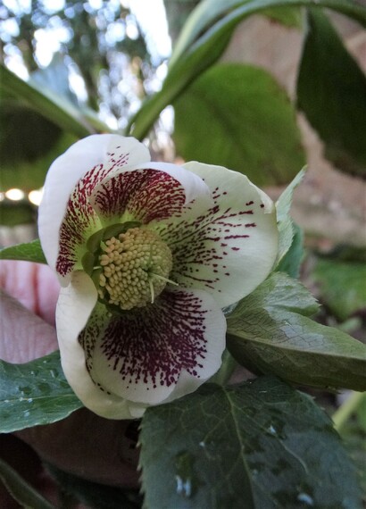 Hellébores au jardin mais pas que!!