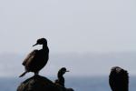 Oiseaux
