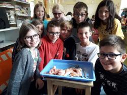 Dissection en CE2