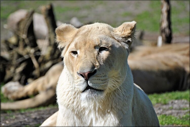 Photo de la tête de lionne blanche (Pessac)