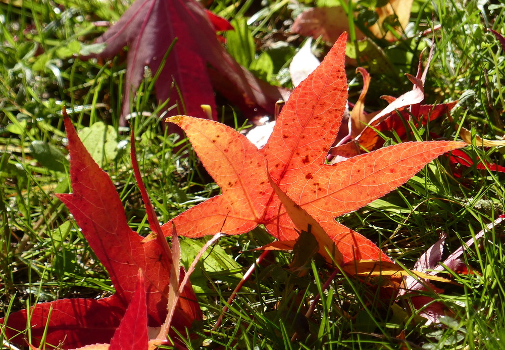 L'automne, ses feuilles, sa chaleur ! 