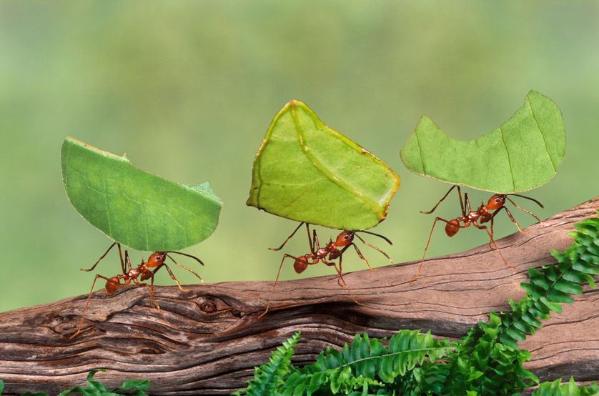 L'incroyable aventure des reines des fourmis 