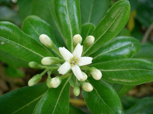 Oranger de Chine Pittosporum tobira Fleur de près.jpg