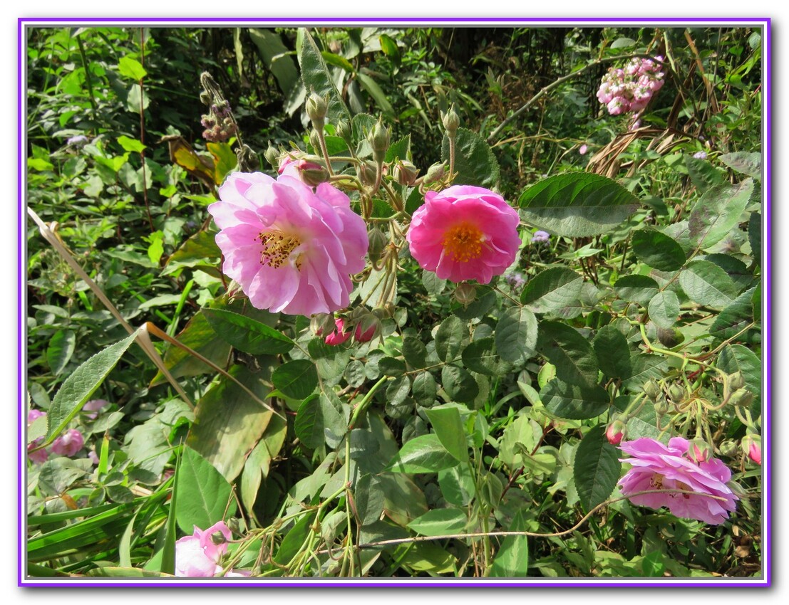   Les fleures du pritemps Malgache