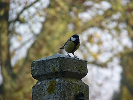 mésange charbonieére