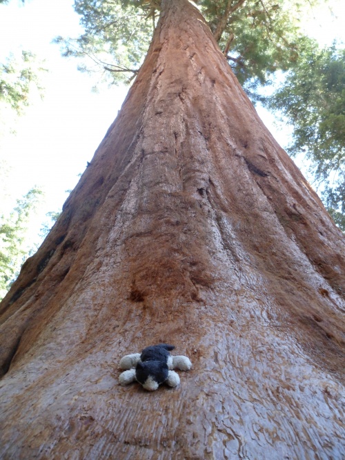 Kings Canyon et Séquoia National Park