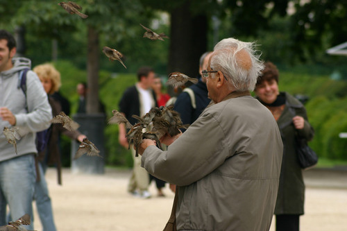 Paris sans moineaux ?