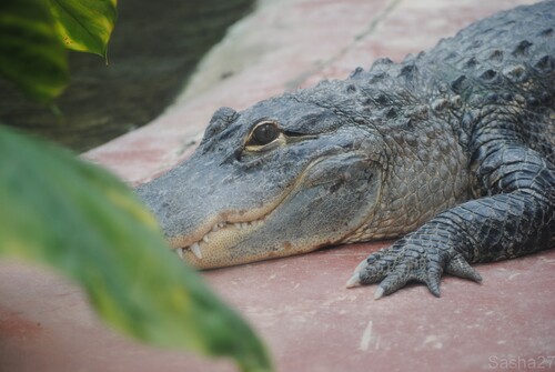 (2) L'alligator du Mississippi.