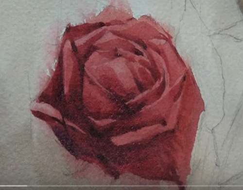 Dessin et peinture - vidéo 4120 :  Comment peindre des roses (rouge et blanche) de façon réaliste 1/2. - aquarelle.