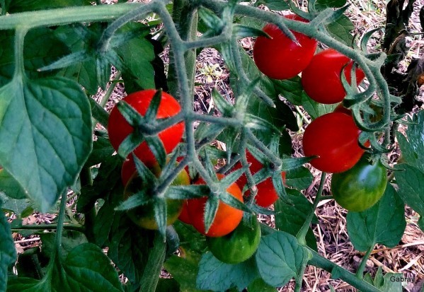 V11 - Tomates vertes et rouges