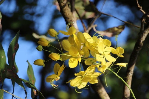 Quelques fleurs du Costa Rica