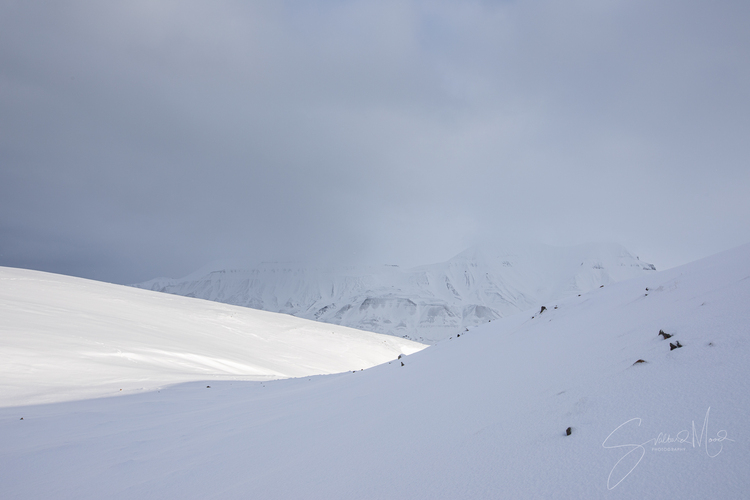 Vue de mergule nain