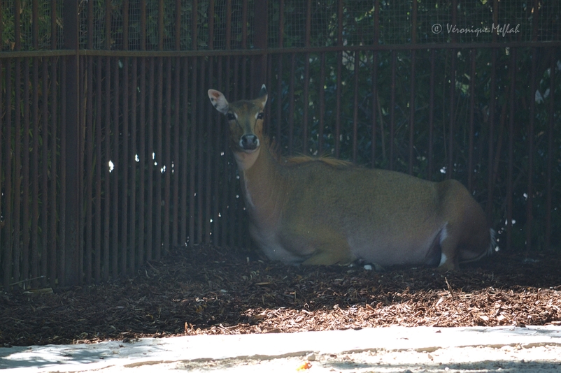 Ménagerie du Jardin des plantes : Antilope Nilgaut 