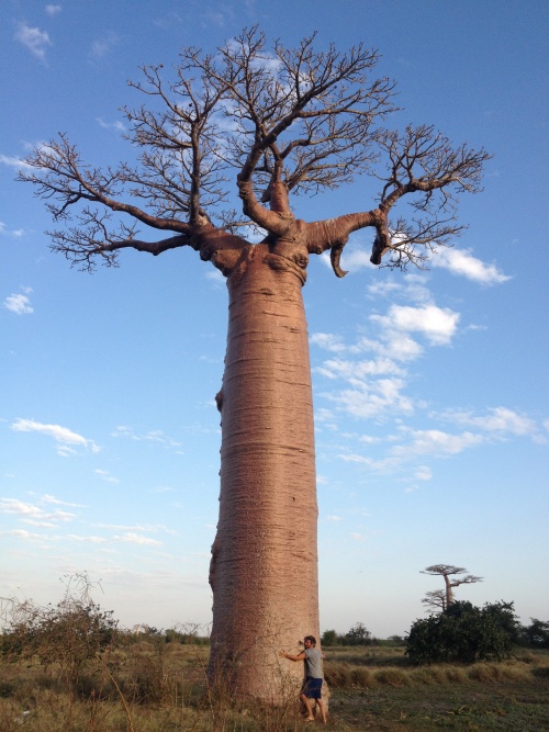 Allée des Baobabs!