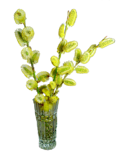 Fleurs dans vases