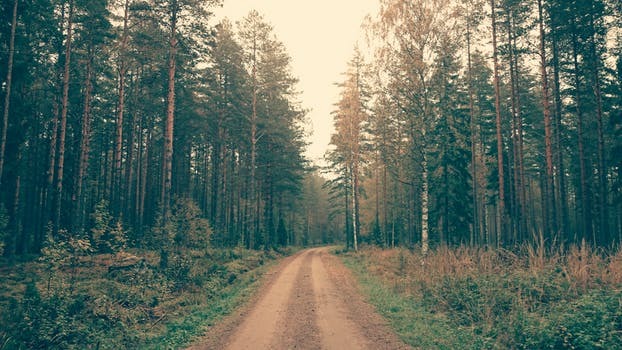 Brown Dirt Road Between Green Leaved Trees During Daytime