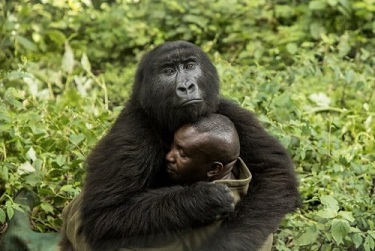 Il protége et sauve les gorilles ... 