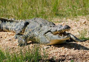 6 - Crocodylus niloticus