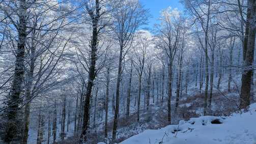 Peut être une image de arbre, ciel, neige et nature