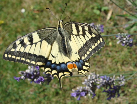 essai_macro_le_machaon