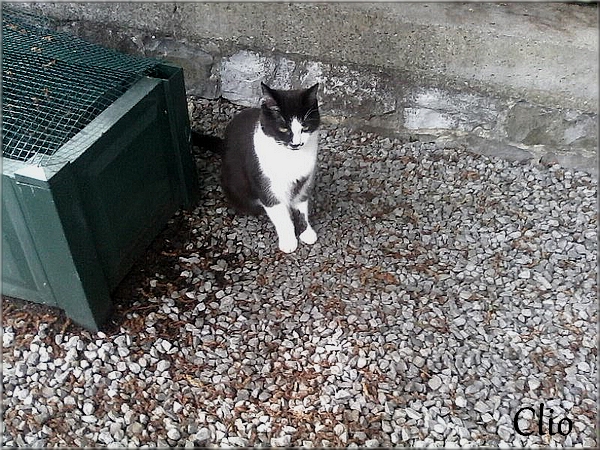 Bon anniversaire, mes bébés chattes ...1 AN  ! 