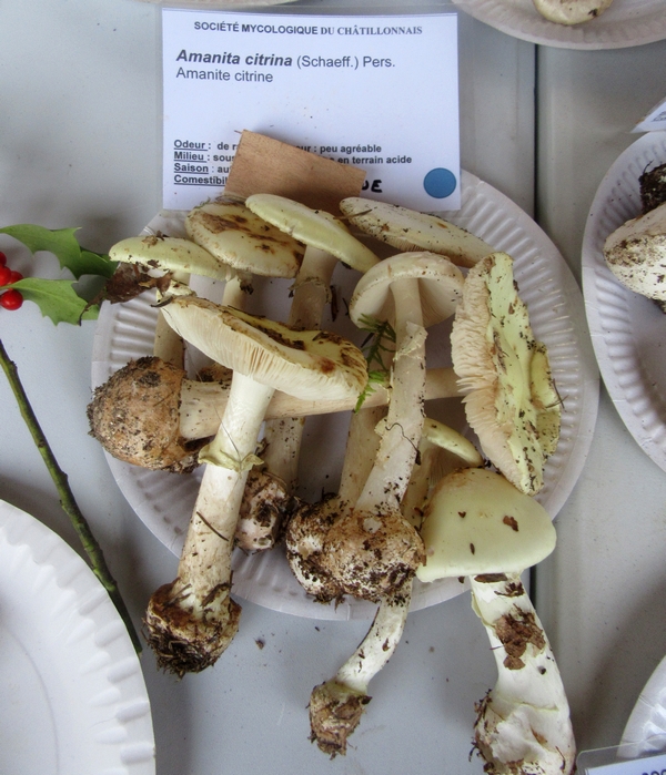 Voici la plupart des espèces de champignons, récoltées lors du séjour de la Société Mycologique du Châtillonnais dans le Morvan