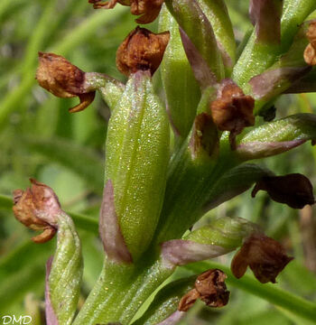 Neotinea ustulata  -  orchis brulée
