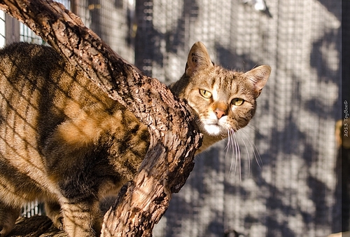 Refuge des chats de Lagoubran