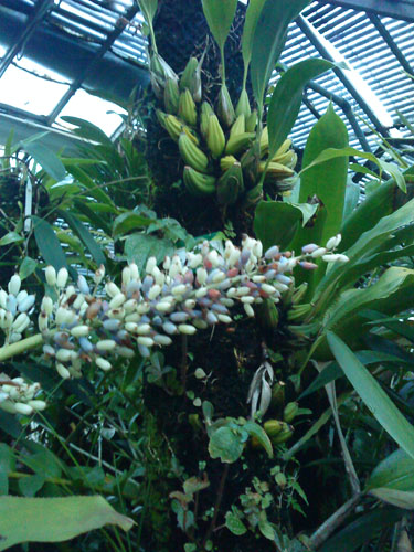 "Amorphophallus titanum" plus connue sous le nom de "Pénis de titan"