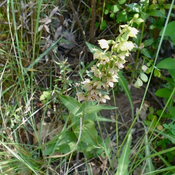 Epipactis helleborine