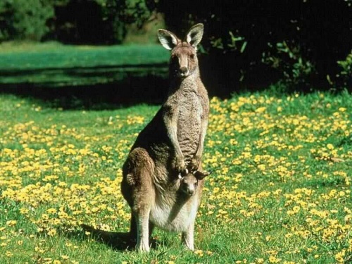 les kangourous. 