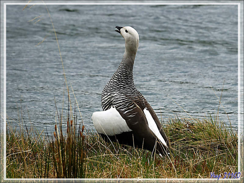 Ouette de Magellan, Upland Goose, Cauquén Común (Chloephaga picta picta) mâle - Lac Acigami - Lapataia - Terre de Feu - Argentine