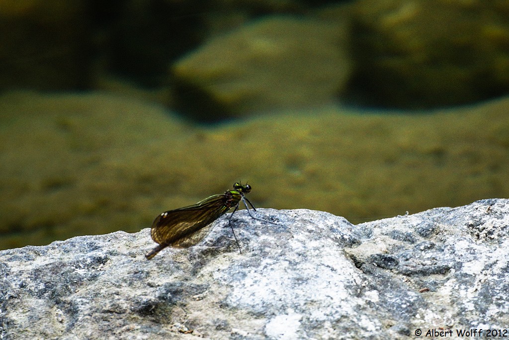 Les animaux de mes vacances 2012 (Part 2)