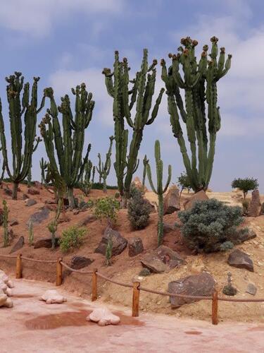 Ds cactus