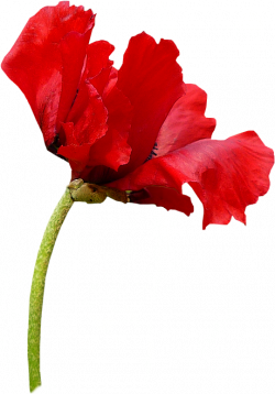 Tube fleur, tube pavot