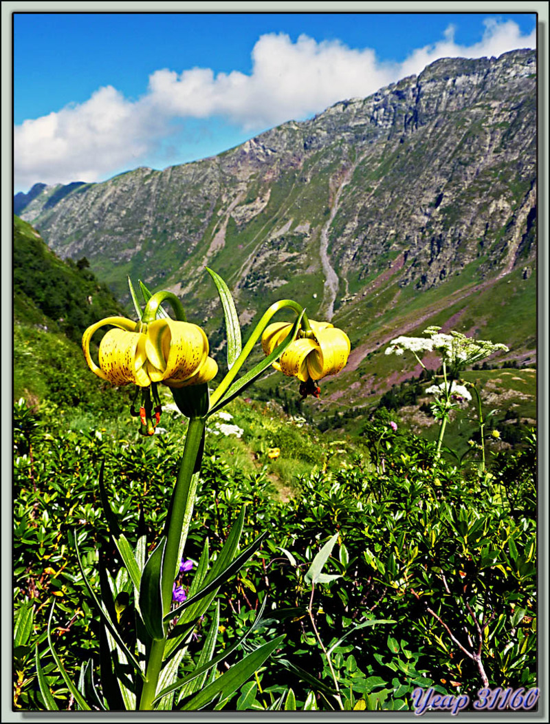 Lis des Pyrénées (Lilium pyrenaicum) - Etangs de Liat - Canejan - Val d'Aran - Espagne  (Flore)