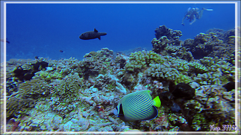 Poisson-ange empereur, Emperor angelfish (Pomacanthus imperator) et ... Antoine  - Tumakohua (passe sud) - Atoll de Fakarava - Tuamotu - Polynésie française