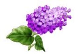 Lilas