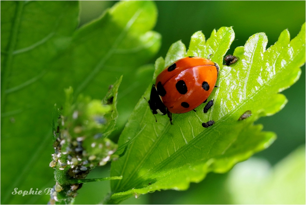 Une vie de coccinelle .