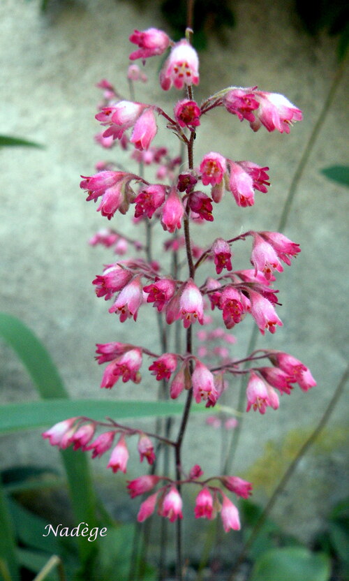 Ce matin dans mon jardin ...