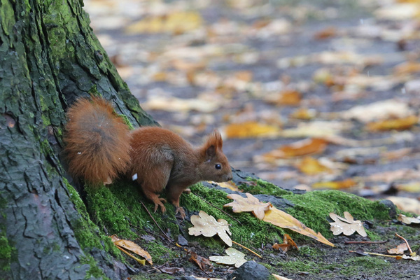 Les écureuils du parc Łazienki