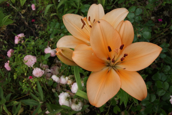 lys hybrides oranges et rouges