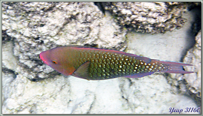 Poisson Perroquet mauve ou Perroquet pourpre-marron ? (Scarus fuscopurpureus ?) - Anse Soleil - Mahé - Seychelles