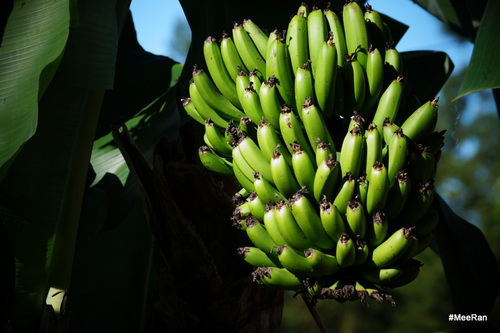Régime de banane, Reunion Island