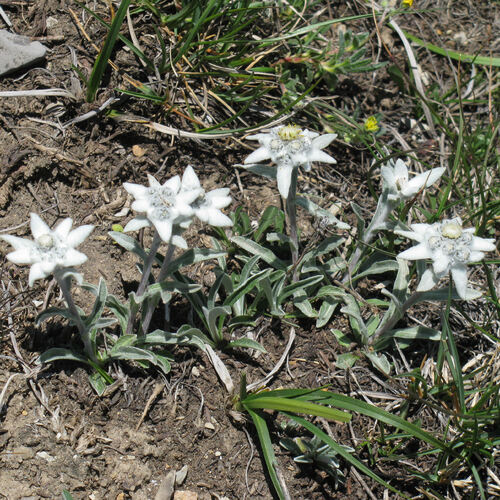 Fleurs de l'Embrunais, début juillet 2013