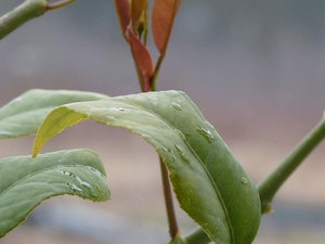 Rempotage d'un citronnier