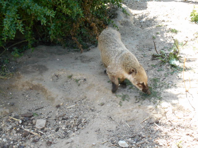 Le Vigen 87 : Une petite balade dans ce parc paysager et animalier 3/3