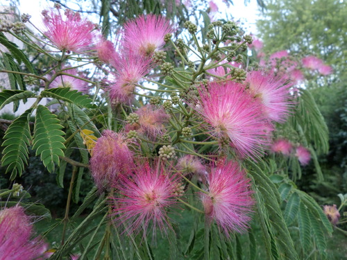 L'albizia aime la chaleur ...